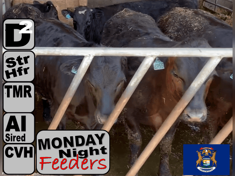 (30) DAIRY DIRECT BeefX Feeders Holstein Dams, ABS INFOCUS Sires 15 Steers, 15 Heifers