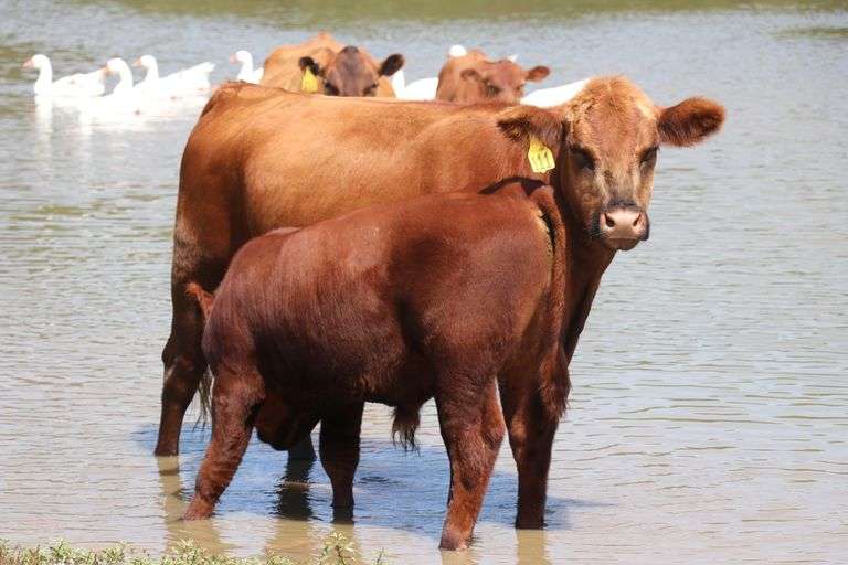 Online Cattle Auction Lawler Auction Company