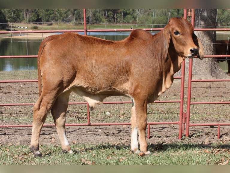 Lee’s Mr. Colby Manso Bull Lee's Cattle Sales