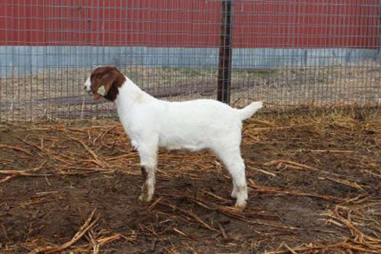 Lammers Boer Goats Online Auction Adam Marshall Land & Auction, LLC