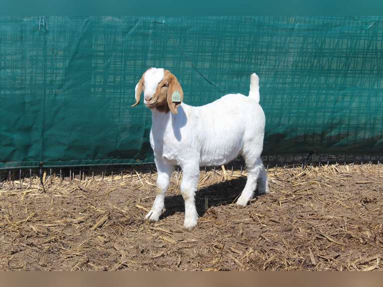 Annual Lammers Boer Goats Online Auction Adam Marshall Land & Auction