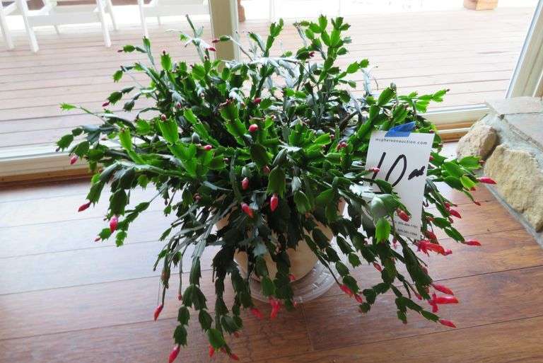 CHRISTMAS CACTUS PLANT McPherson Auction & Realty