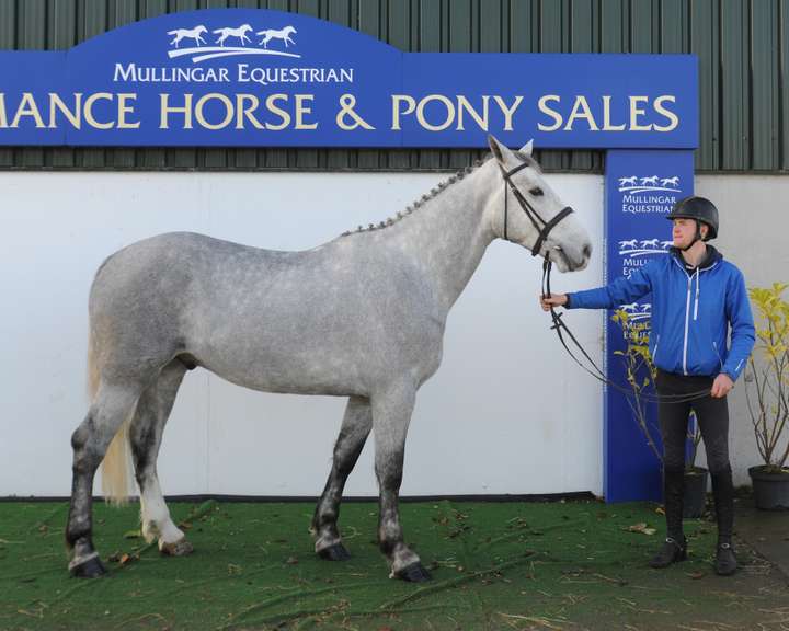 Performance Horse & Pony Sale & CONNEMARA PONY SALE, Saturday 7