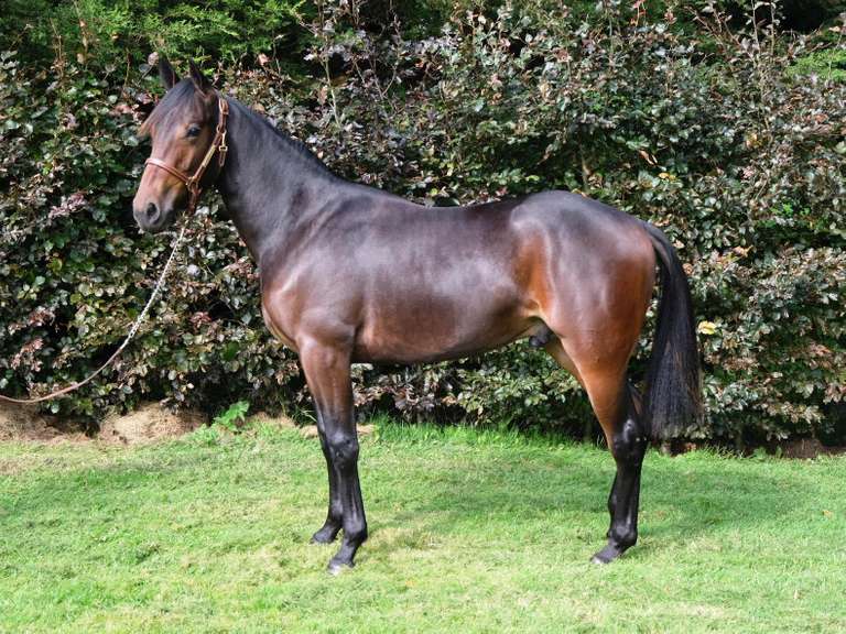 OAKWOOD MACK 2019 Bay Colt (Irish Standardbred Pacer Studbook) Mullingar Equestrian Horse