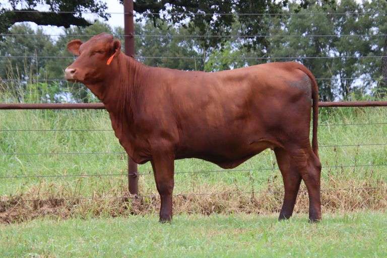 CJF CA 2113 Premier Livestock Auctions