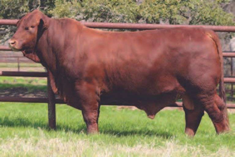 IVF Embryo Package CF UNICO x cf COOL OASIS Premier Livestock Auctions