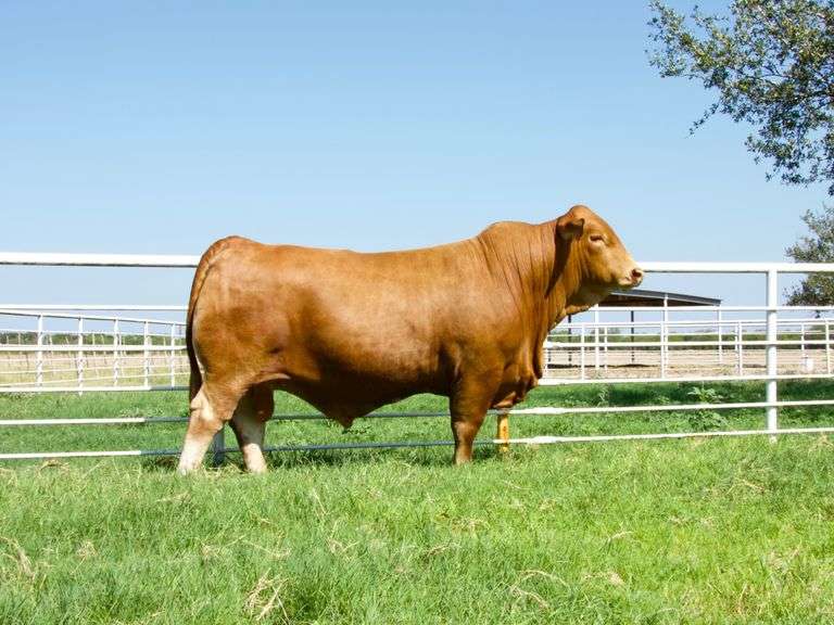 IVF Embryo Package LYSSY'S HIGH COUNTRY x 8010 Premier Livestock