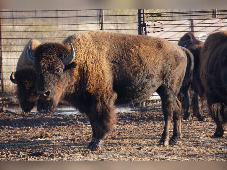 Prairie Legends Conservation Bison cast Auction Quality Auction