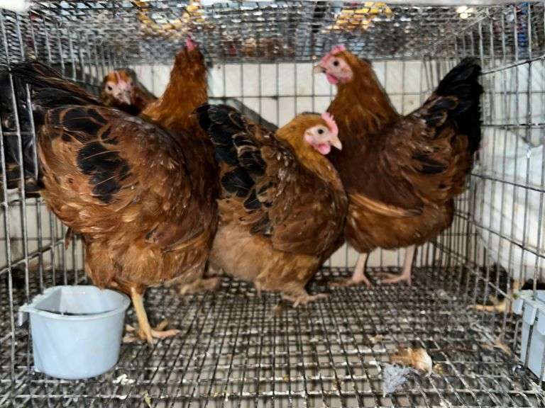 4 New Hampshire Bantam Hens Rogers Community Auction Inc.