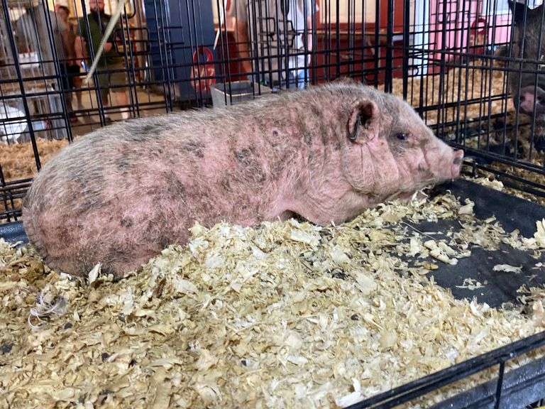 Female Pot Belly Pig Health Papers 3 Months Old Rogers Community