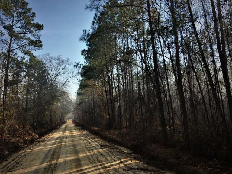 Bulloch County, GA Land Auction South Auction