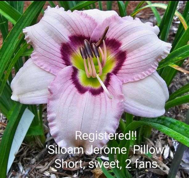 10 different registered daylilies, 35+ total fans! All are dug fresh