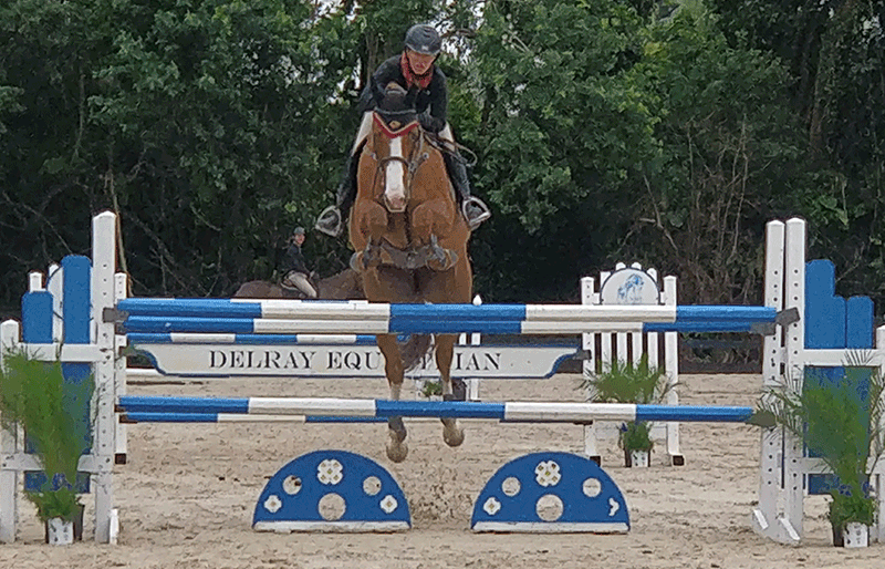 Show Jumping Horses Gif