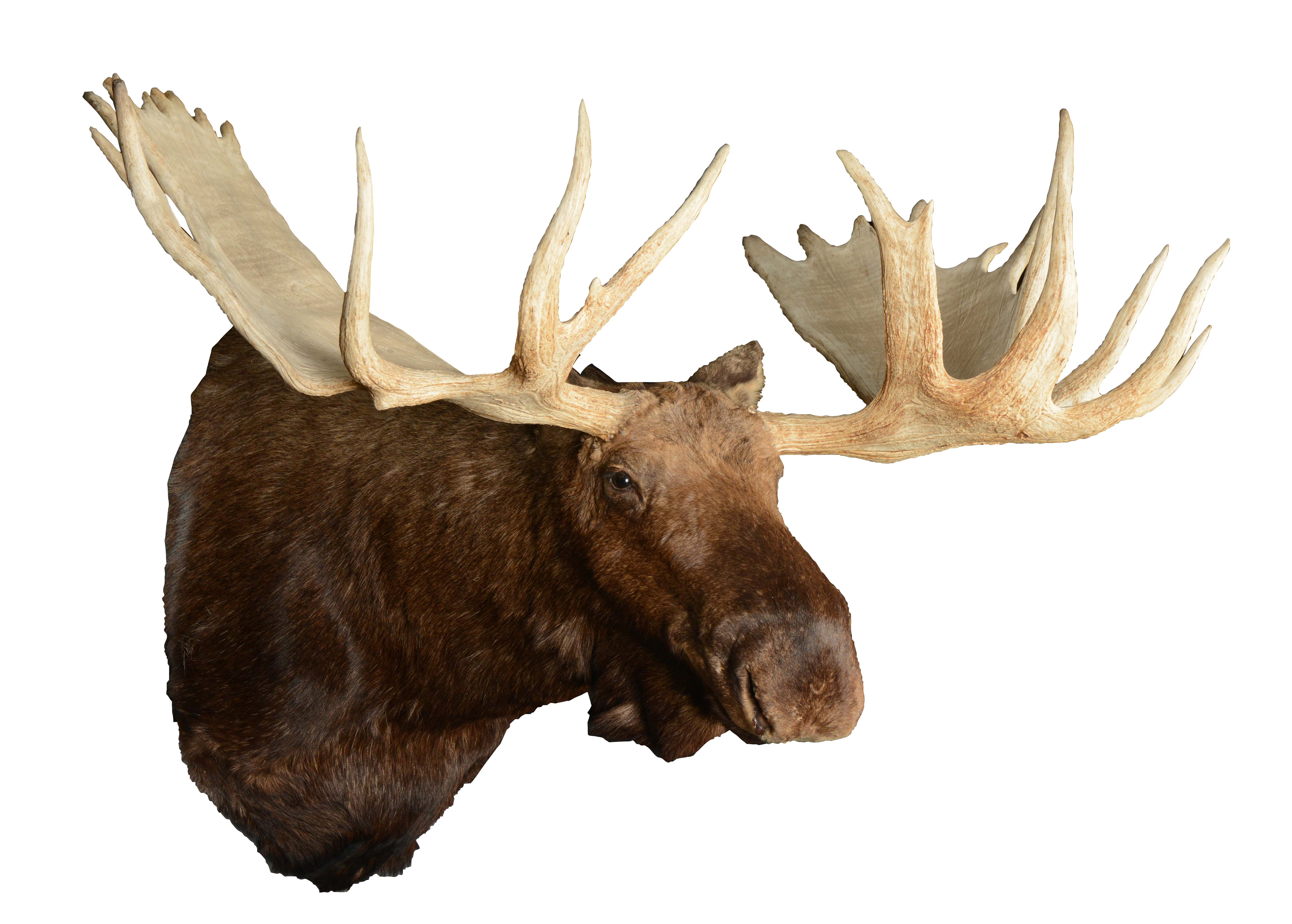 Lot Detail Large Bull Moose Shoulder Mount.