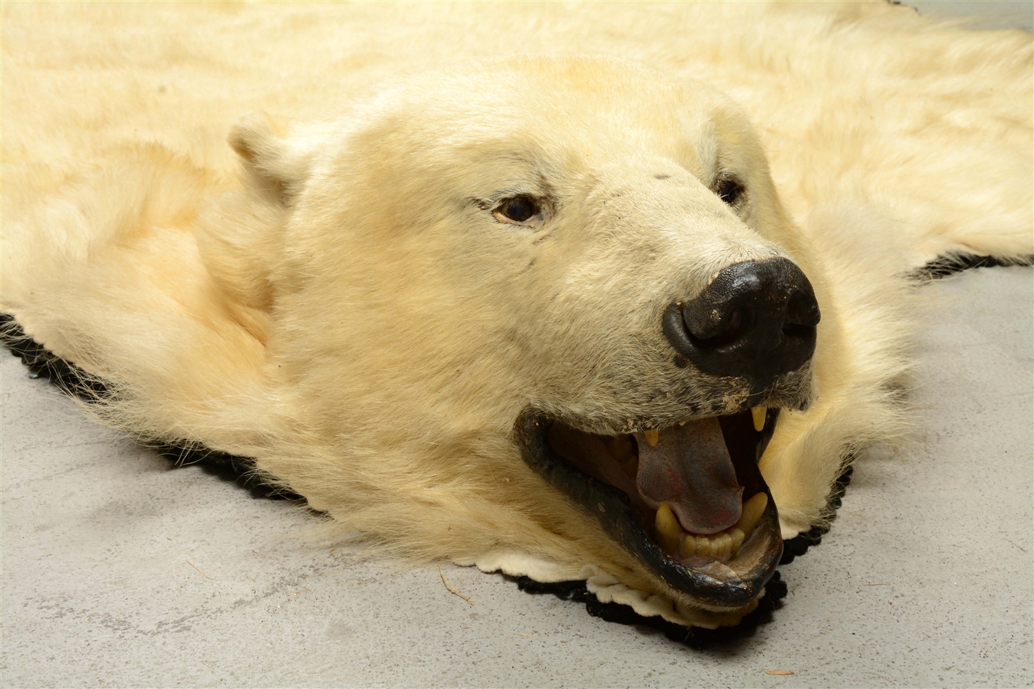 Lot Detail FULL SIZE POLAR BEAR SKIN RUG.