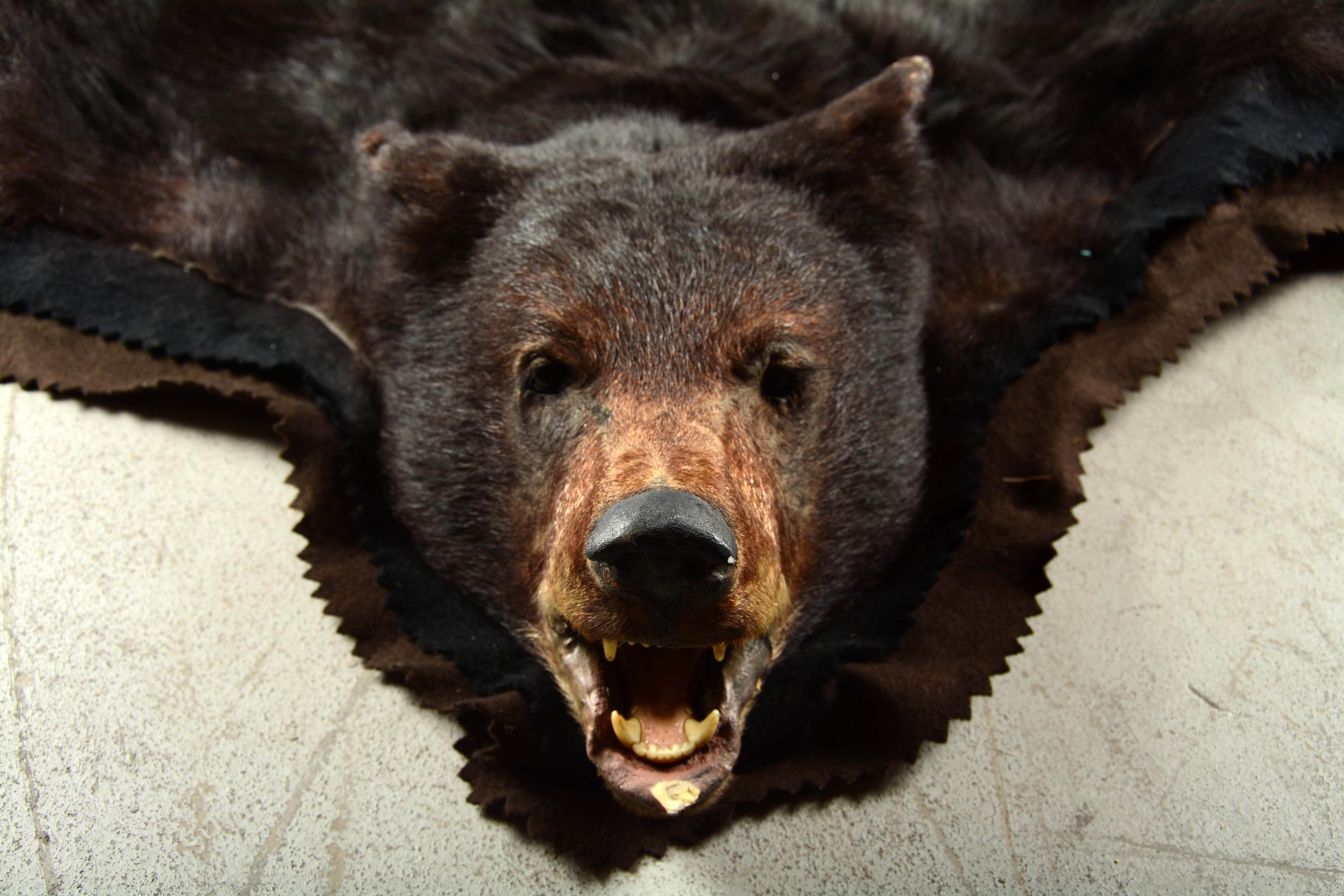 Lot Detail BLACK BEAR SKIN RUG.