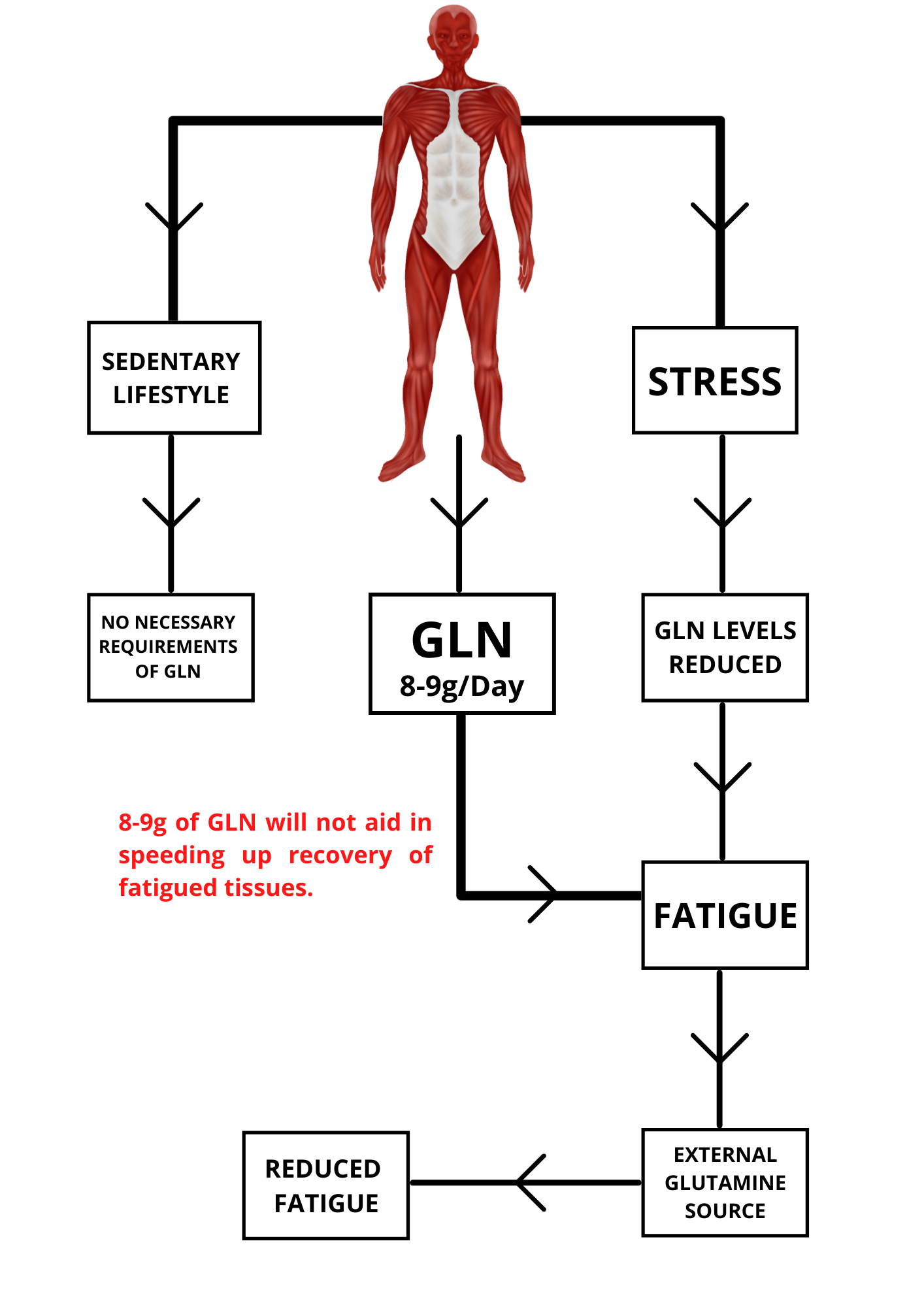 Role of Glutamine as an Ergogenic Amino Acid during Fatigue Auctores