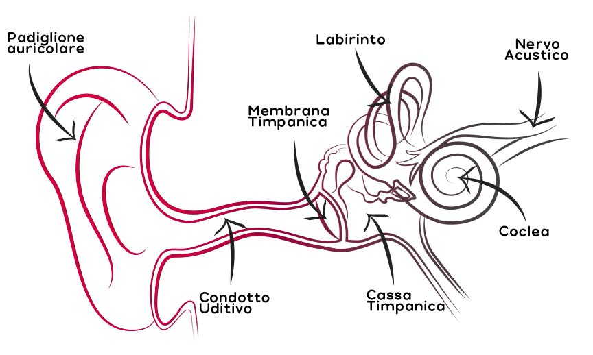 Audioexperience L’orecchio e l’udito Scopri di più
