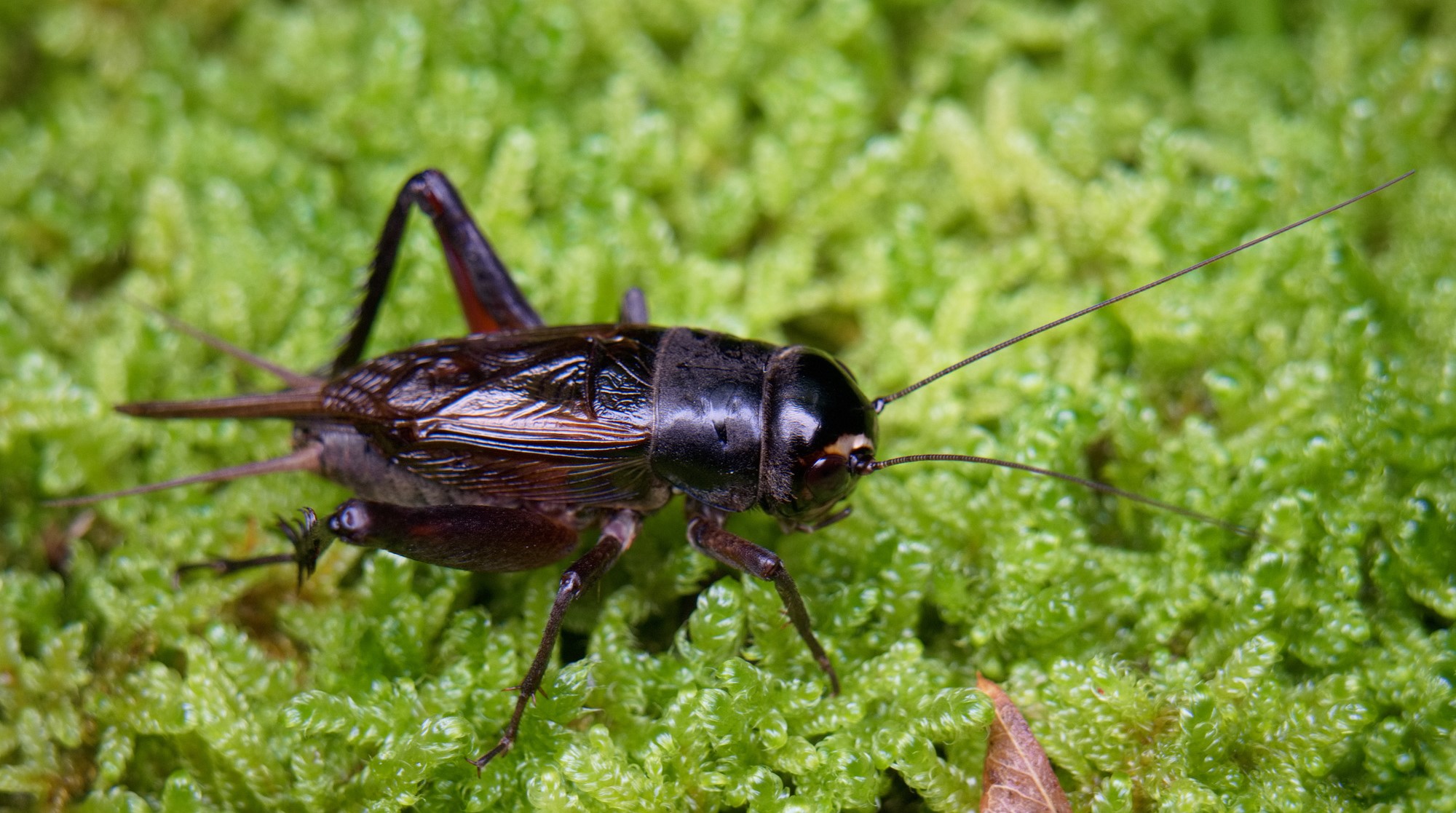 What Sound Do Crickets Make Audiolover