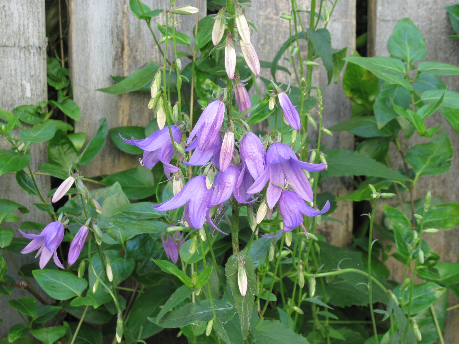 invasive plants Audrey Driscoll's Blog