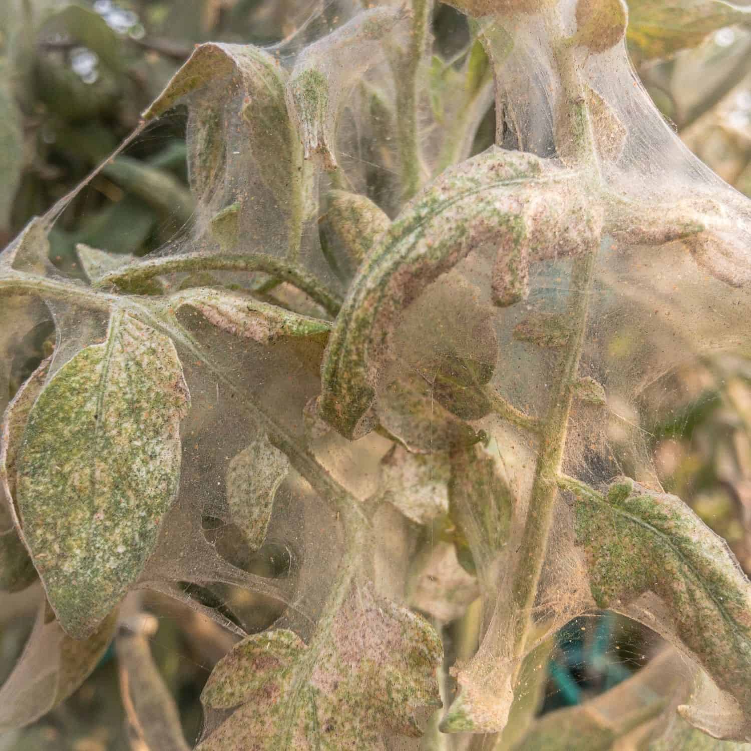 Webbing from spider mites covering tomato plants