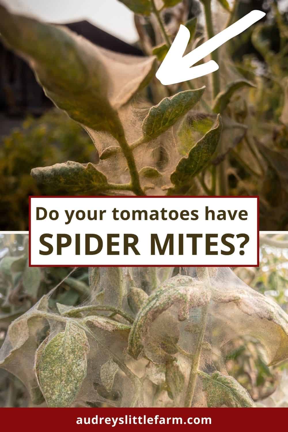 Spider mites on tomato plants