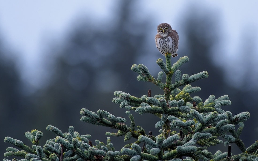All About Owls Owls of Portland and Beyond with Brodie Cass Talbott Bird Alliance of Oregon