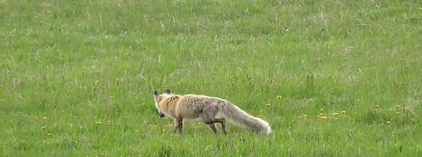 What Diseases do Foxes Carry?