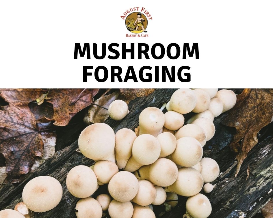 Mushroom Foraging in Vermont with August First Bakery August First
