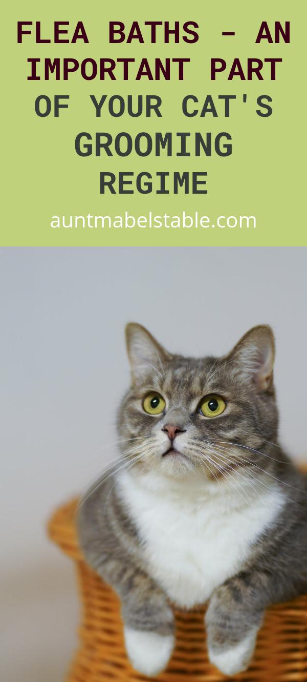Flea Baths An Important Part of Your Cat's Grooming Regime Aunt