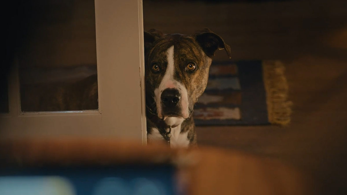 Sawyer is the dog in the 2023 Amazon commercial Auralcrave