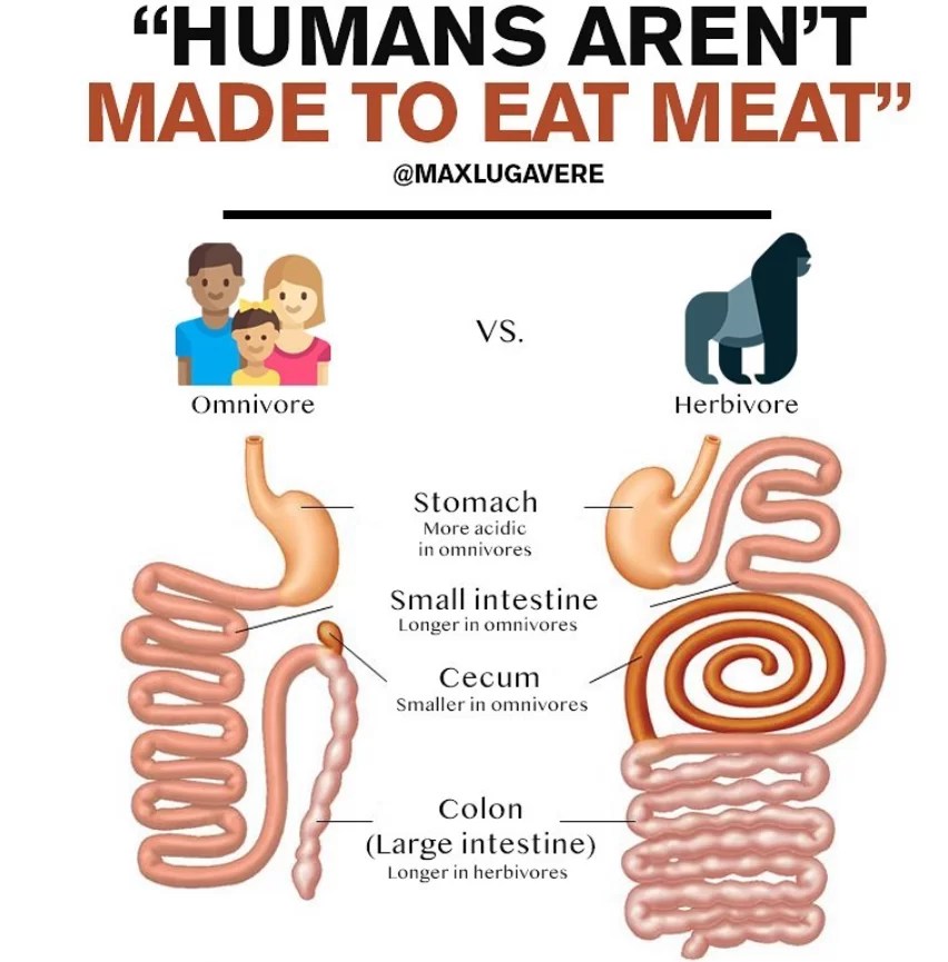 Why I Eat a Carnivore Diet And Why You Shouldn't...or Should You