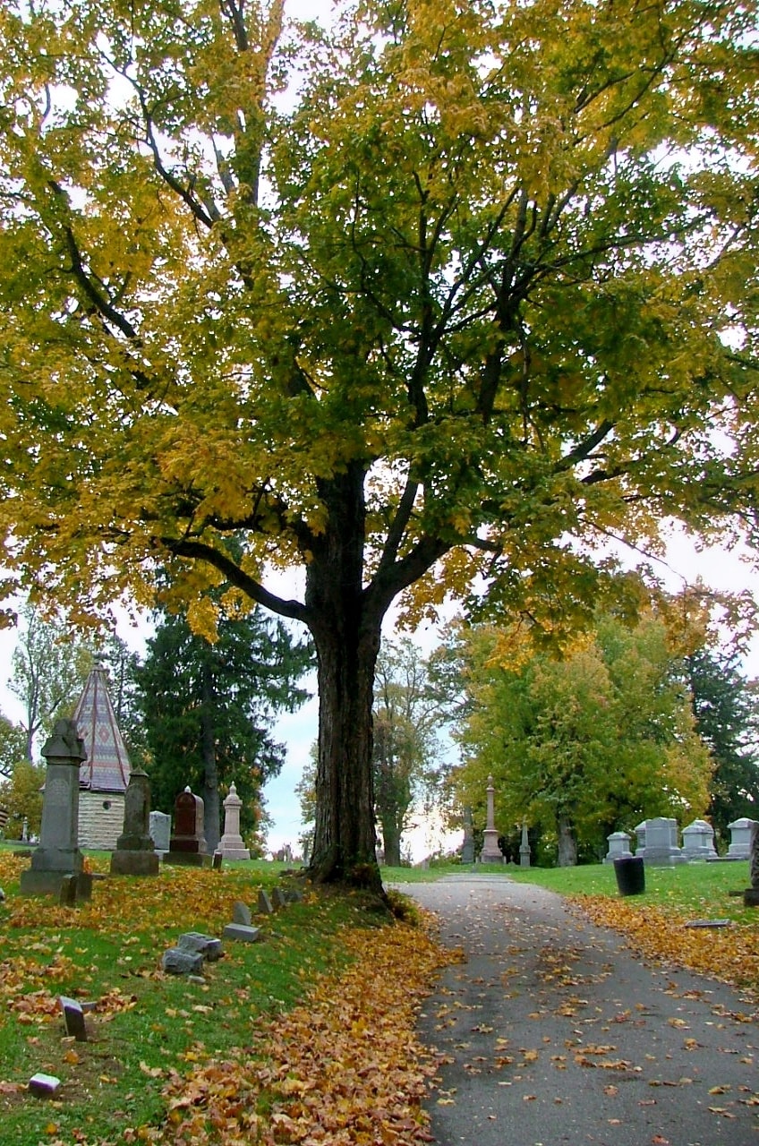 Riverview Cemetery Marked Tree Arkansas at Willie Marshall blog