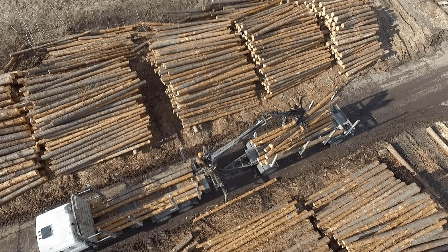 AurumHoltz Pine timber production company in Belarus