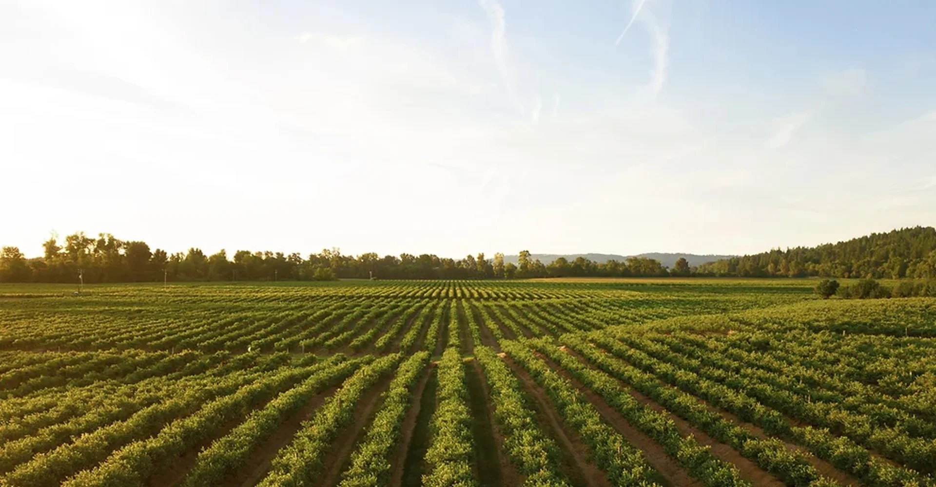 Farmer's Organic Juices AusBev