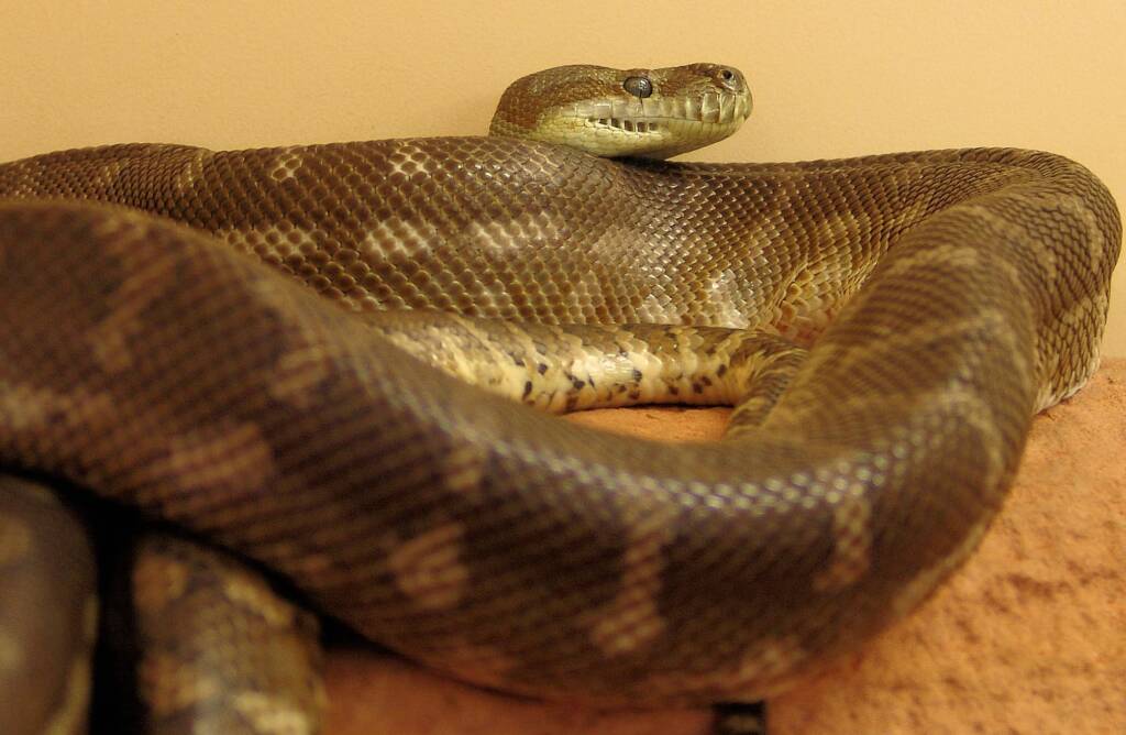 Central Carpet Python Ausemade