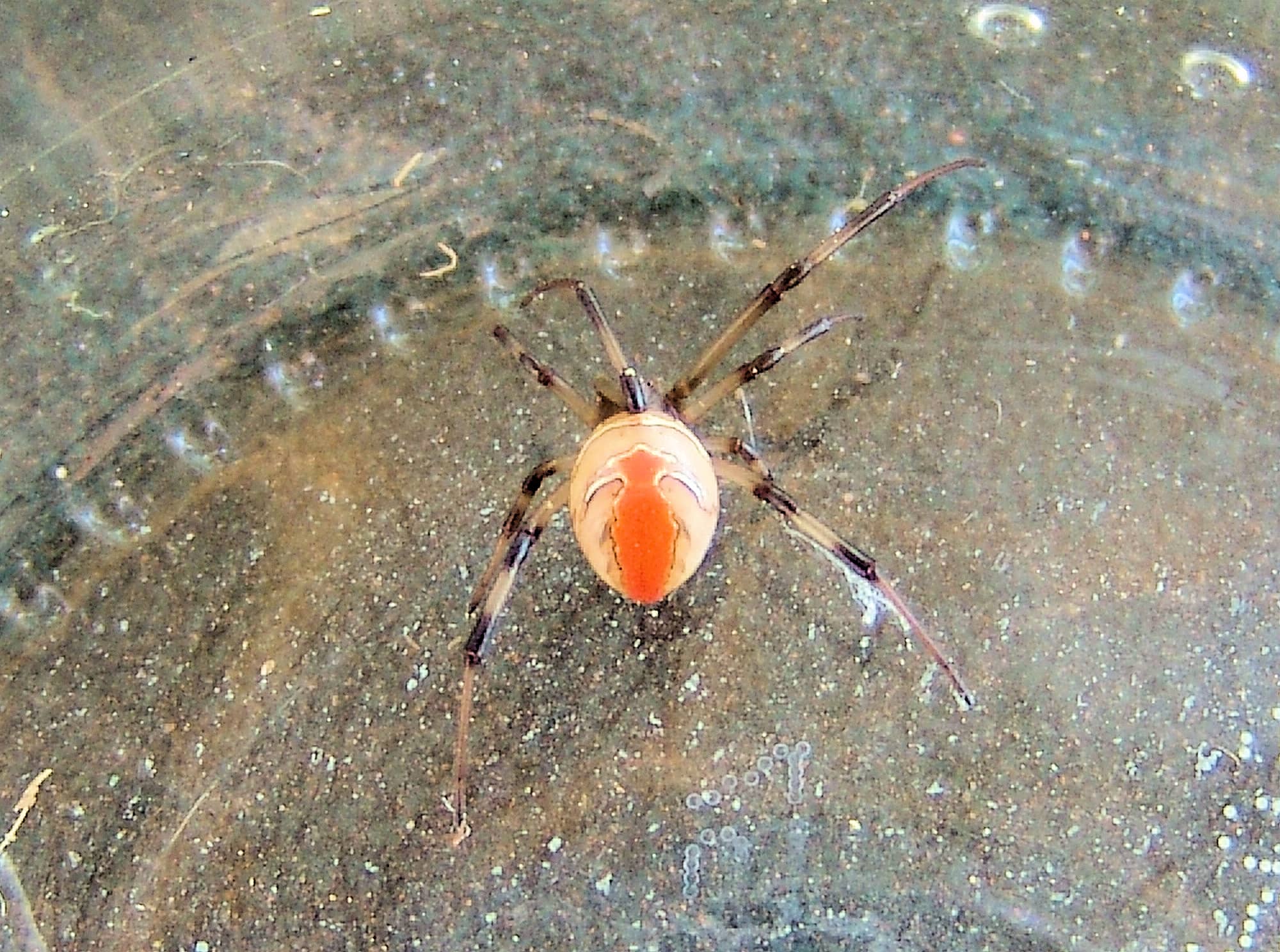 Redback Spider – Ausemade