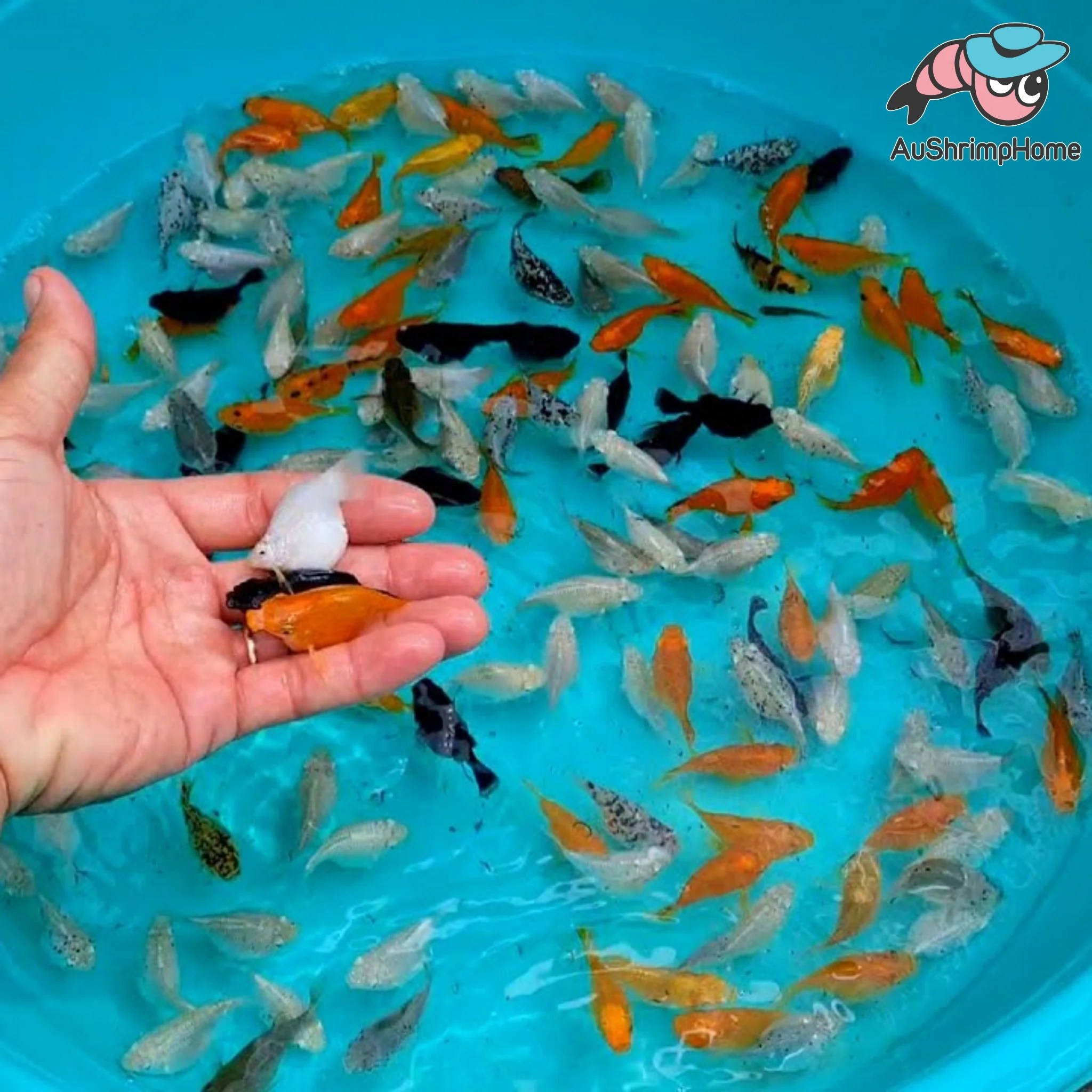 Buy Balloon Molly Fish Aquarium Fish for Sale Online Australia