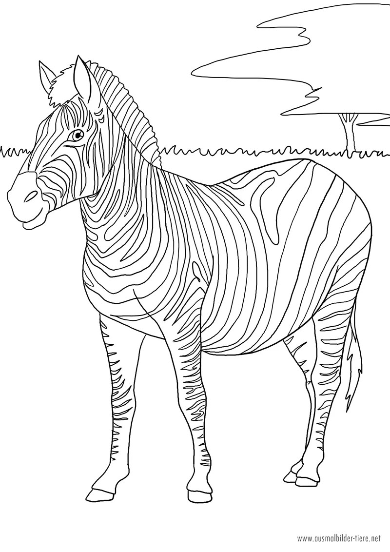 Ausmalbild Zebras CartoonBild