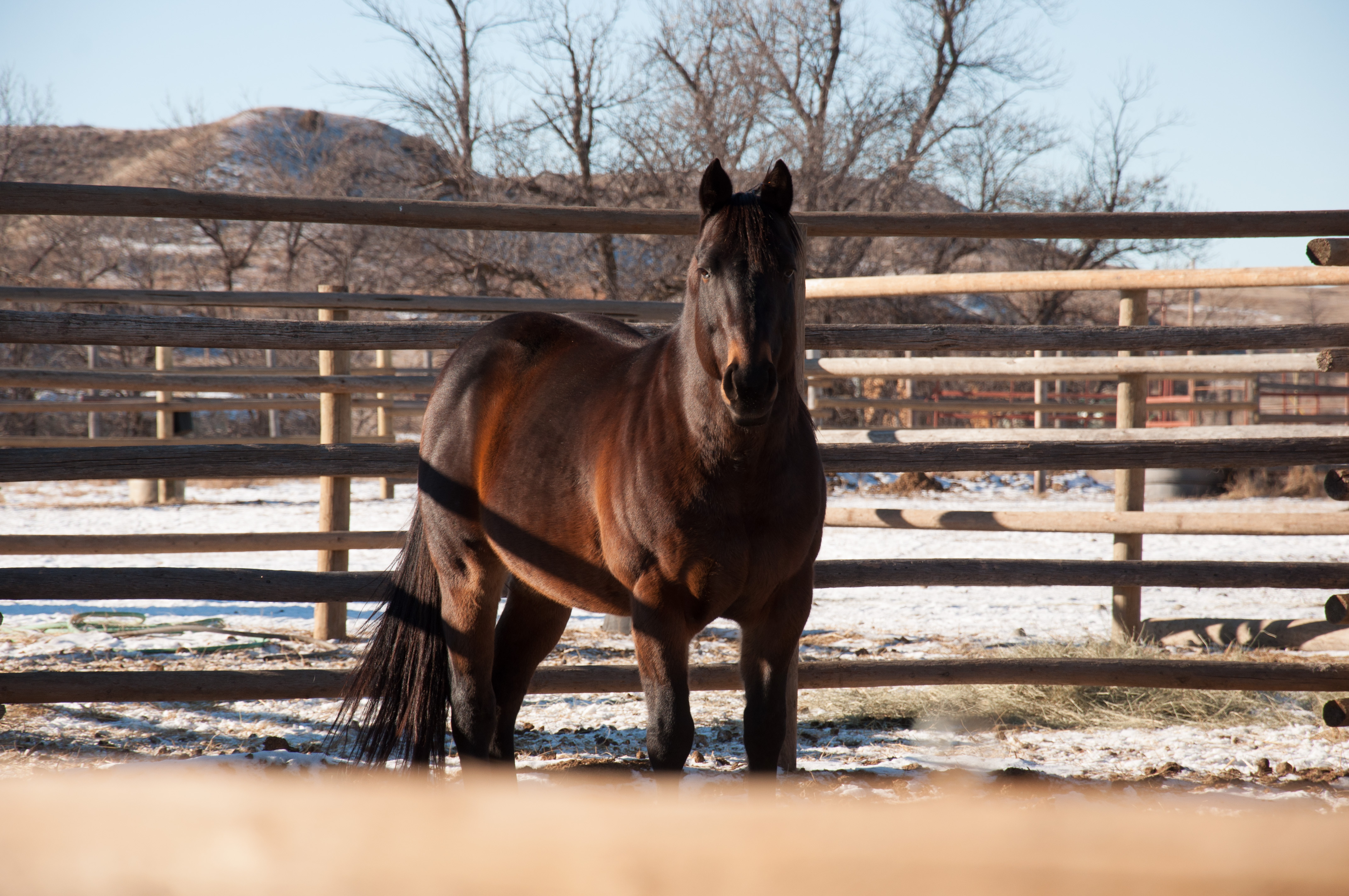 CCs Last Warrior by Dash For Perks Aus Ranch Performance Horses