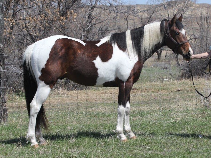 Paint Gelding Racebred For Sale at Aus Ranch Performance Horses