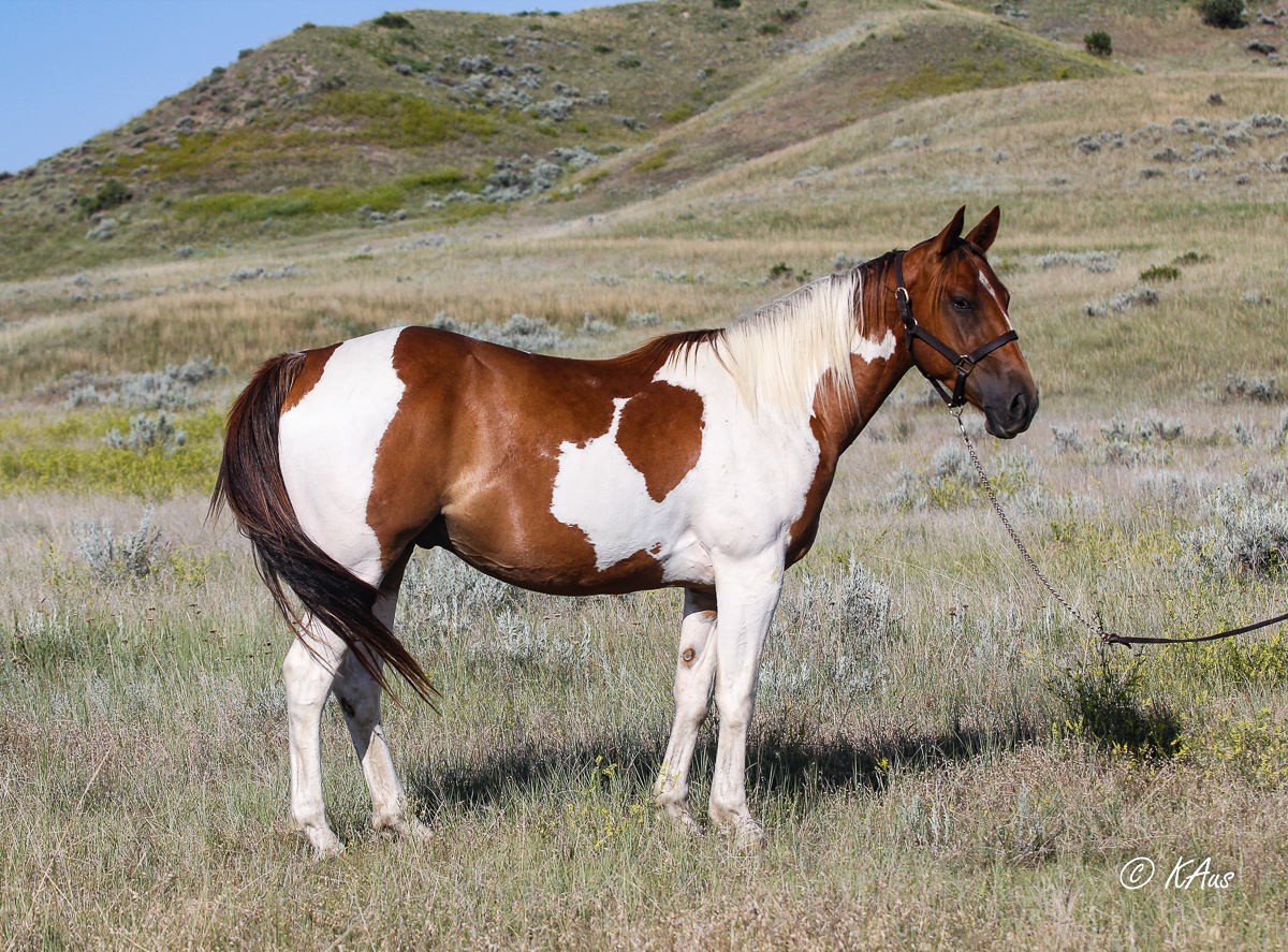 Paint Barrel Horse Prospect Dash For Perks, Raise Your Rocket Aus