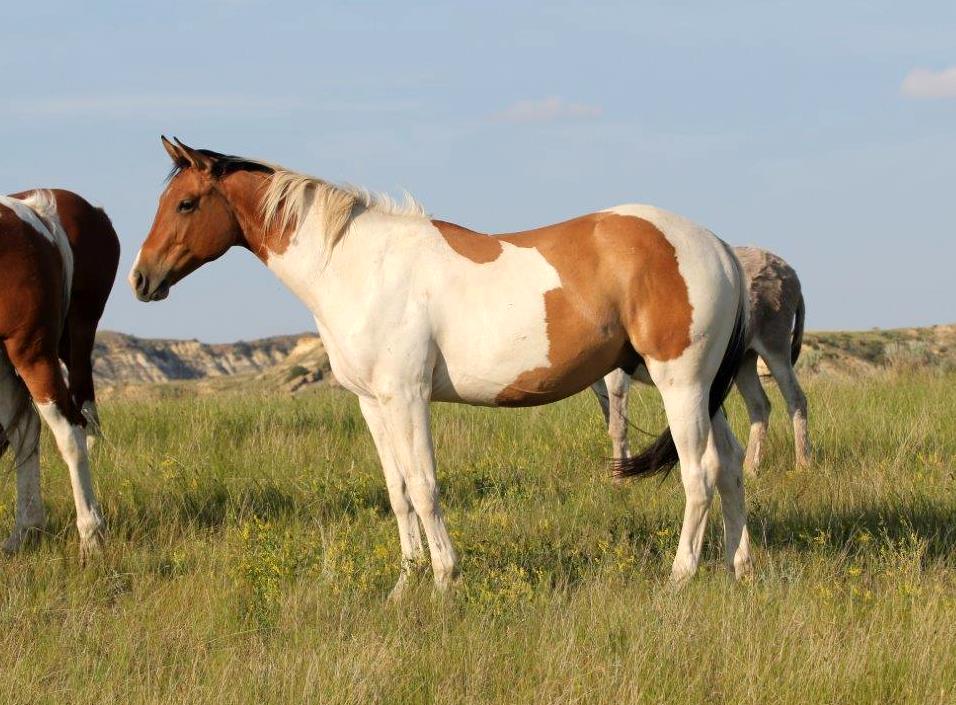 Dun tobiano Paint gelding for sale Aus Ranch Performance Horses