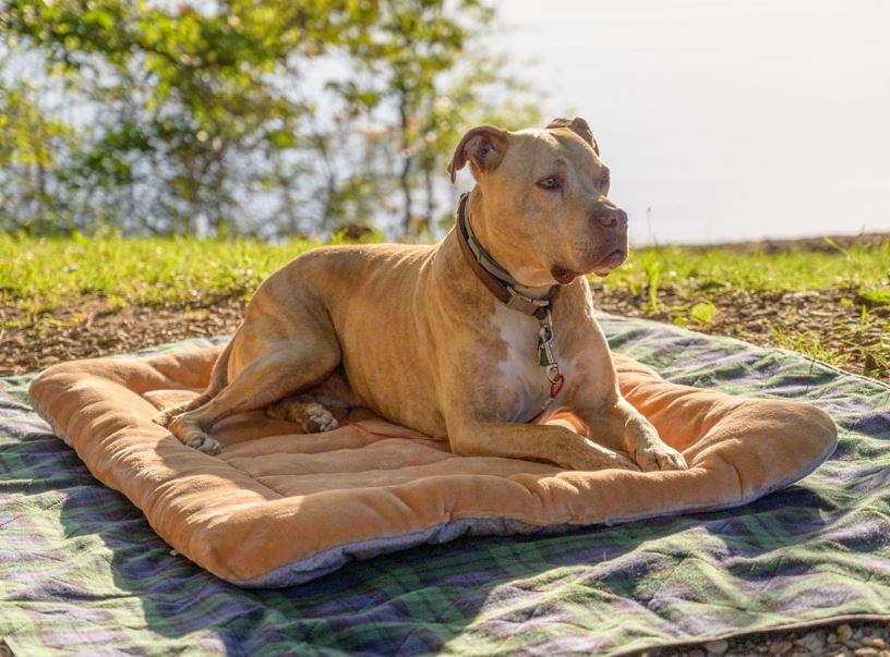 Cooling Mat For Dogs How Do They Work?
