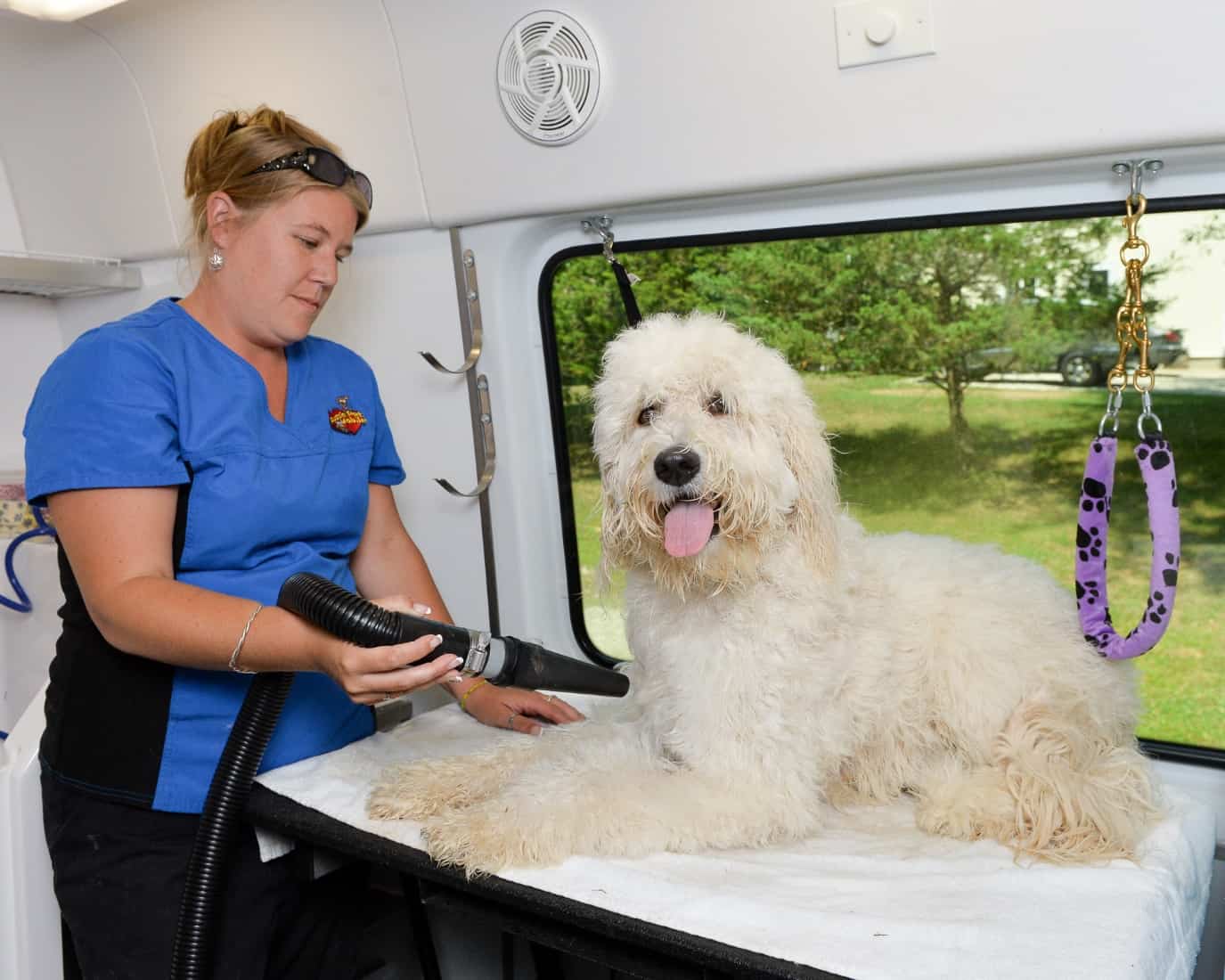 Pet Grooming Franchise Why It's a Smart Investment Aussie Pet Mobile