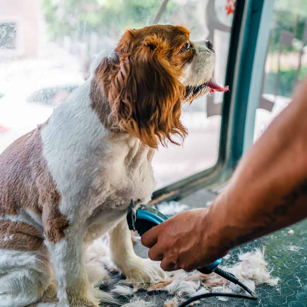 Mobile Grooming Franchise Our Story Aussie Pet Mobile