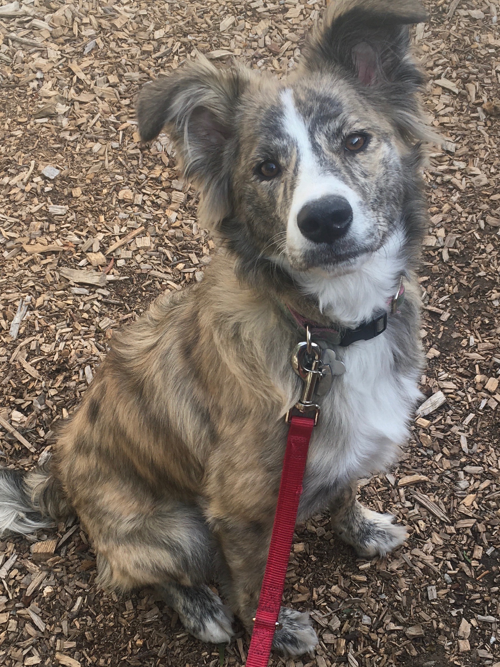 FullSizeRender Aussie Rescue San Diego