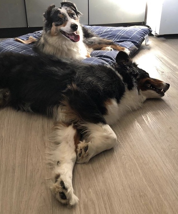How To Keep My Australian Shepherd Off The Furniture Aussie University