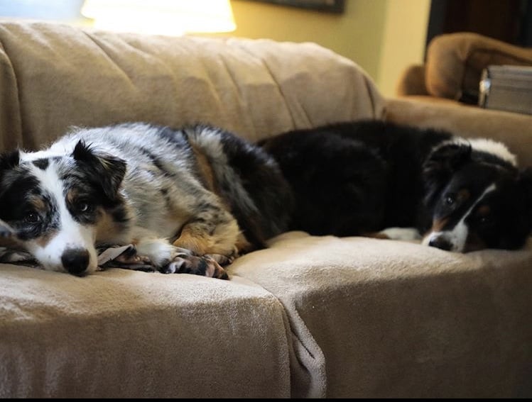 Should You Allow Dogs On Furniture