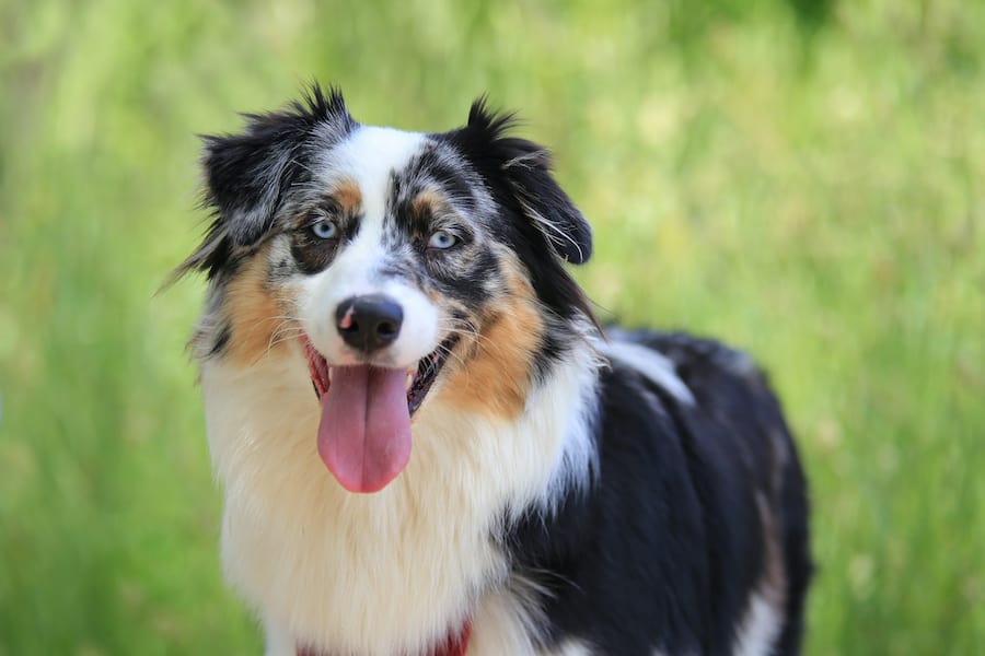 Should I Get an Australian Shepherd? Aussie University